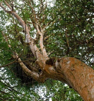 Arboles Nativos de Chile134
 