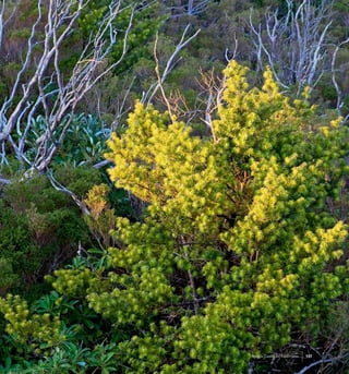 137Bosque Laurifolio Valdiviano
 