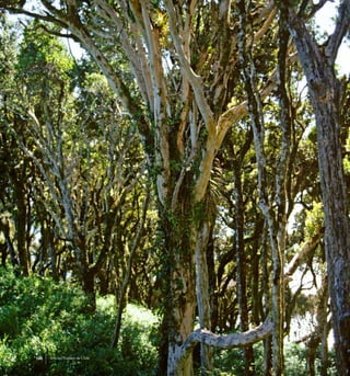 138 Arboles Nativos de Chile
 