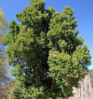 Arboles Nativos de Chile142
 