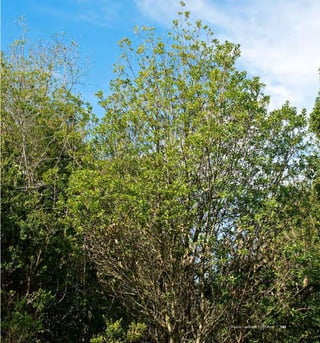 145Bosque Laurifolio Valdiviano
 