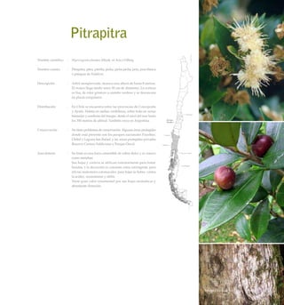 Pitrapitra
Nombre científico	 : 	 Myrceugenia planipes (Hook. et Arn.) O.Berg
Nombre común	 : 	 Pitrapitra, pitra, pitrilla, picha, picha-picha, peta, peta blanca
o patagua de Valdivia.
Descripción	 : 	 Arbol siempreverde, alcanza una altura de hasta 8 metros.
El tronco llega medir unos 50 cm de diámetro. La corteza
es lisa, de color grisáceo a castaño verdoso y se descascara
en placas irregulares.
Distribución	 : 	 En Chile se encuentra entre las provincias de Concepción
y Aysén. Habita en ambas cordilleras, sobre todo en zonas
húmedas y sombrías del bosque, desde el nivel del mar hasta
los 700 metros de altitud. También crece en Argentina.
Conservación	 : 	 No tiene problemas de conservación. Algunas áreas protegidas
donde está presente son los parques nacionales Puyehue,
Chiloé y Laguna San Rafael, y las zonas protegidas privadas
Reserva Costera Valdiviana y Parque Oncol.
Anecdotario	 : 	 Su fruto es una baya comestible de sabor dulce y se conoce
como metahue.
		 Sus hojas y corteza se utilizan exteriormente para tratar
heridas, y la decocción se consume como astringente, para
aliviar malestares estomacales, para bajar la fiebre, contra
la acidez, reumatismo y sífilis.
		 Tiene gran valor ornamental por sus hojas aromáticas y
abundante floración.
147Bosque Laurifolio Valdiviano
 