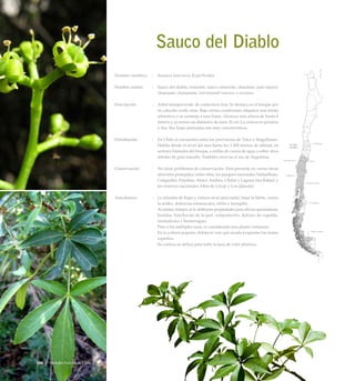 Sauco del Diablo
Nombre científico	 :	 Raukaua laetevirens (Gay) Frodin
Nombre común	 :	 Sauco del diablo, traumén, sauco cimarrón, chaumán, palo mayor,
chamame, chaumame, trarümamüll traumen o treumun.
Descripción	 :	 Arbol siempreverde, de contextura fina. Se destaca en el bosque por
su colorido verde claro. Bajo ciertas condiciones adquiere una forma
arbustiva o se asemeja a una liana. Alcanza una altura de hasta 8
metros y su tronco un diámetro de unos 30 cm. La corteza es grisácea
y lisa. Sus hojas palmadas son muy características.
Distribución	 :	 En Chile se encuentra entre las provincias de Talca y Magallanes.
Habita desde el nivel del mar hasta los 1.300 metros de altitud, en
sectores húmedos del bosque, a orillas de cursos de agua o sobre otros
árboles de gran tamaño. También crece en el sur de Argentina.
Conservación	 :	 No tiene problemas de conservación. Está presente en varias áreas
silvestres protegidas, entre ellas, los parques nacionales Nahuelbuta,
Conguillío, Puyehue, Alerce Andino, Chiloé y Laguna San Rafael; y
las reservas nacionales Altos de Lircay y Los Queules.
Anecdotario	 :	 La infusión de hojas y corteza sirve para sudar, bajar la fiebre, contra
la acidez, dolencias estomacales, sífilis y faringitis.
		 Al mismo tiempo, se le atribuyen propiedades para aliviar quemaduras,
heridas, hinchazón de la piel, conjuntivitis, dolores de espalda,
reumatismo y hemorragias.
		 Pese a los múltiples usos, es considerada una planta venenosa.
		 En la cultura popular chilota se cree que ayuda a espantar los malos
espíritus.
		 Su corteza se utiliza para teñir la lana de color plomizo.
148 Arboles Nativos de Chile
 