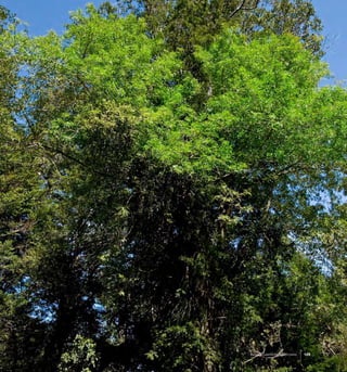 149Bosque Laurifolio Valdiviano
 