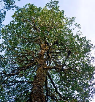 Arboles Nativos de Chile150
 