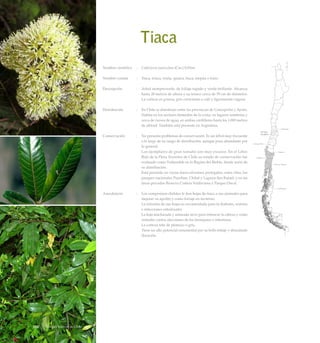 Tiaca
Nombre científico	 :	 Caldcluvia paniculata (Cav.) D.Don
Nombre común	 :	 Tiaca, triaca, triala, quiaca, fiaca, mepúa o kiaka.
Descripción	 :	 Arbol siempreverde, de follaje tupido y verde brillante. Alcanza
hasta 20 metros de altura y su tronco cerca de 70 cm de diámetro.
La corteza es gruesa, gris-cenicienta a café y ligeramente rugosa.
Distribución	 :	 En Chile se distribuye entre las provincias de Concepción y Aysén.
Habita en los sectores húmedos de la costa, en lugares sombríos y
cerca de cursos de agua, en ambas cordilleras hasta los 1.000 metros
de altitud. También está presente en Argentina.
Conservación	 :	 No presenta problemas de conservación. Es un árbol muy frecuente
a lo largo de su rango de distribución, aunque poco abundante por
lo general.
		 Los ejemplares de gran tamaño son muy escasos. En el Libro
Rojo de la Flora Terrestre de Chile su estado de conservación fue
evaluado como Vulnerable en la Región del Biobío, límite norte de
su distribución.
		 Está presente en varias áreas silvestres protegidas, entre ellas, los
parques nacionales Puyehue, Chiloé y Laguna San Rafael; y en las
áreas privadas Reserva Costera Valdiviana y Parque Oncol.
Anecdotario	 :	 Los campesinos chilotes le dan hojas de tiaca a sus animales para
mejorar su apetito y como forraje en invierno.
		 La infusión de sus hojas es recomendada para la diabetes, resfríos
e infecciones intestinales.
		 La hoja machacada y amasada sirve para refrescar la cabeza y como
remedio contra afecciones de los bronquios e intestinos.
		 La corteza tiñe de plomizo o gris.
		 Tiene un alto potencial ornamental por su bello follaje y abundante
floración.
Arboles Nativos de Chile152
 