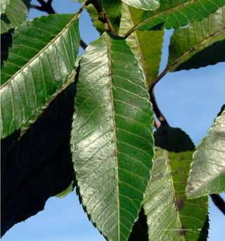 Bosque Laurifolio Valdiviano 153
 