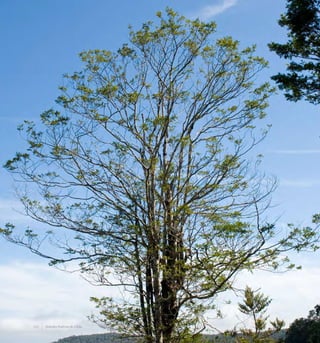 154 Arboles Nativos de Chile
 