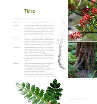 Tineo
Nombre científico	 :	 Weinmannia trichosperma Cav.
Nombre común	 :	 Tineo, tenío, teníu, tinel, madén, palo santo, tiñel o teniu.
Descripción	 :	 Arbol siempreverde, de follaje claro y copa rala. Alcanza una
altura de hasta 40 metros y su tronco un diámetro de unos
2 metros. La corteza es ligeramente arrugada, gris clara, con
fisuras longitudinales y transversales bien marcadas. Sus
hojas aparentan encajes bordados, además, posee un racimo
cilíndrico compuesto por flores blanco-crema, que luego se
torna rosado y rojo al madurar los frutos.
Distribución	 :	 En Chile crece desde la costa de la Provincia de Talca hasta la
Provincia de Última Esperanza. Habita en ambas cordilleras,
en sectores húmedos del bosque, en quebradas o en lugares
pantanosos, desde casi el nivel del mar hasta los 950 metros
de altitud. También está presente en el sur de Argentina.
Conservación	 :	 No tiene problemas de conservación, pese a que ha sido muy
explotado por su preciada madera. En la porción septentrional
de su distribución es muy escaso, por lo que fue propuesto
como En Peligro para la Región del Maule.
		 Está presente en los parques nacionales Tolhuaca, Puyehue,
Vicente Pérez Rosales, Chiloé, Queulat y Laguna San Rafael;
en la Reserva Nacional Los Ruiles, y en las áreas privadas
Reserva Costera Valdiviana, Parque Oncol y Parque
Pumalín.
Anecdotario	 :	 Tiene valor ornamental por su follaje tenue, hermosas hojas,
buen porte, densidad de sus flores y llamativos frutos.
		 Sus ramas son utilizadas como adornos en iglesias.
		 La corteza tiñe la lana de color café y se utiliza para curtir
cueros. Además, se le atribuyen propiedades medicinales, al
emplearla machacada como cicatrizante.
		 Las flores son ricas en néctar y de ellas se produce miel.
		 Su madera presenta hermosas vetas negras longitudinales,
que contrastan con las tonalidades café y rojiza predominantes.
155Bosque Laurifolio Valdiviano
 