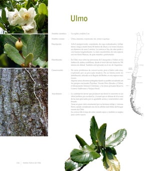Ulmo
Nombre científico	 :	 Eucryphia cordifolia Cav.
Nombre común	 :	 Ulmo, muermo, voyencum, toz, urmo o ngulngu.
Descripción	 :	 Arbol siempreverde, corpulento, de copa redondeada y follaje
denso. Llega a medir hasta 40 metros de altura y su tronco alcanza
un diámetro de unos 2 metros. La corteza es lisa, de color pardo y
con fisuras longitudinales. Lo más característico de esta especie
son sus flores blancas, de gran tamaño y perfumadas.
Distribución	 :	 En Chile crece entre las provincias de Concepción y Chiloé, en los
faldeos de ambas cordilleras, desde el nivel del mar hasta los 700
metros de altitud. También está presente en el sur de Argentina.
Conservación	 :	 No tiene problemas de conservación, pese a haber sido muy
explotado por su preciada madera. En su límite norte de
distribución, ubicado en la Región del Biobío, es una especie muy
escasa.
		 Algunas áreas silvestres protegidas donde es posible encontrarlo son
los parques nacionales Puyehue, Vicente Pérez Rosales y Chiloé;
el Monumento Natural Contulmo, y las áreas privadas Reserva
Costera Valdiviana y Parque Oncol.
Anecdotario	 :	 La cantidad de néctar que producen sus flores lo convierte en un
árbol melífero por excelencia, y la miel que se obtiene de él es una
de las más apreciadas por su agradable aroma y característico color
dorado.
		 Tiene un gran valor ornamental por su hermoso follaje y vistosas
flores, siendo considerado uno de los árboles más bellos del bosque
sureño de Chile.
		 Su corteza tiñe la lana de color castaño rojizo y también se emplea
para curtir cueros.
156 Arboles Nativos de Chile
 