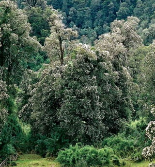 157Bosque Laurifolio Valdiviano
 