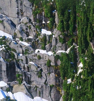 Arboles Nativos de Chile158
 