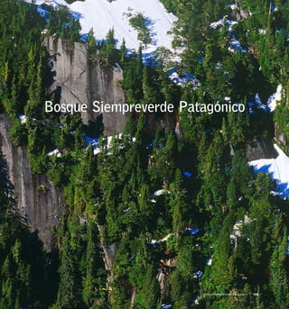 Bosque Siempreverde Patagónico
159Bosque Siempreverde Patagónico
 