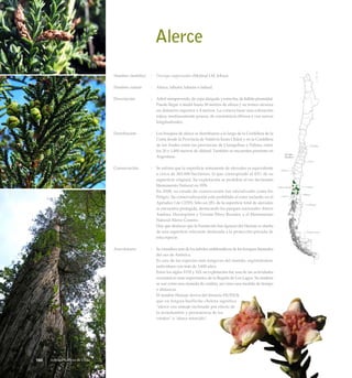 Alerce
Nombre científico	 :	 Fitzroya cuppresoides (Molina) I.M. Johnst.
Nombre común	 :	 Alerce, lahuén, lahuán o lahual.
Descripción	 :	 Arbol siempreverde, de copa alargada y estrecha, de hábito piramidal.
Puede llegar a medir hasta 50 metros de altura y su tronco alcanza
un diámetro superior a 4 metros. La corteza tiene una coloración
rojiza, medianamente gruesa, de consistencia fibrosa y con surcos
longitudinales.
Distribución	 :	 Los bosques de alerce se distribuyen a lo largo de la Cordillera de la
Costa desde la Provincia de Valdivia hasta Chiloé y en la Cordillera
de los Andes entre las provincias de Llanquihue y Palena, entre
los 20 y 1.400 metros de altitud. También se encuentra presente en
Argentina.
Conservación	 :	 Se estima que la superficie remanente de alerzales es equivalente
a cerca de 265.000 hectáreas, lo que corresponde al 43% de su
superficie original. Su explotación se prohibió al ser declarado
Monumento Natural en 1976.
		 En 2008, su estado de conservación fue oficializado como En
Peligro. Su comercialización está prohibida al estar incluido en el
Apéndice I de CITES. Sólo un 18% de la superficie total de alerzales
se encuentra protegida, destacando los parques nacionales Alerce
Andino, Hornopirén y Vicente Pérez Rosales, y el Monumento
Natural Alerce Costero.
		 Hay que destacar que la Fundación San Ignacio del Huinay es dueña
de una superficie relevante destinada a la protección privada de
esta especie.
Anecdotario	 :	 Se considera uno de los árboles emblemáticos de los bosques húmedos
del sur de América.
		 Es una de las especies más longevas del mundo, registrándose
individuos con más de 3.600 años.
		 Entre los siglos XVII y XIX su explotación fue una de las actividades
económicas más importantes de la Región de Los Lagos. Su madera
se usó como una moneda de cambio, así como una medida de tiempo
y distancia.
		 El nombre Huinay deriva del término HUINOI,
que en lengua huilliche-chilota significa
“alerce con ramaje inclinado por efecto de
la reciedumbre y persistencia de los
vientos” o “alerce retorcido”.
Arboles Nativos de Chile160
 