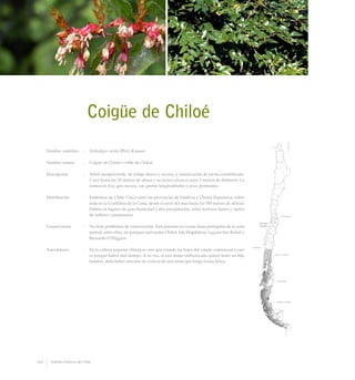 Coigüe de Chiloé
Nombre científico	 :	 Nothofagus nitida (Phil.) Krasser
Nombre común	 :	 Coigüe de Chiloé o roble de Chiloé.
Descripción	 :	 Arbol siempreverde, de follaje denso y oscuro, y ramificación de forma estratificada.
Crece hasta los 35 metros de altura y su tronco alcanza unos 2 metros de diámetro. La
corteza es lisa, gris oscura, con grietas longitudinales y poco profundas.
Distribución	 :	 Endémico de Chile. Crece entre las provincias de Valdivia y Última Esperanza, sobre
todo en la Cordillera de la Costa, desde el nivel del mar hasta los 700 metros de altitud.
Habita en lugares de gran humedad y alta precipitación, sobre terrenos llanos y suelos
de turbera o pantanosos.
Conservación	 :	 No tiene problemas de conservación. Está presente en varias áreas protegidas de la zona
austral, entre ellas, los parques nacionales Chiloé, Isla Magdalena, Laguna San Rafael y
Bernardo O’Higgins.
Anecdotario	 :	 En la cultura popular chilota se cree que cuando las hojas del coigüe comienzan a caer
es porque habrá mal tiempo. A su vez, si una mujer embarazada quiere tener un hijo
hombre, debe beber infusión de corteza de una rama que tenga forma fálica.
164 Arboles Nativos de Chile
 
