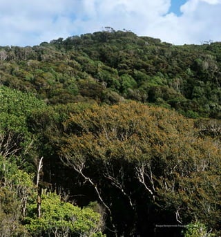 165Bosque Siempreverde Patagónico
 