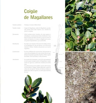 Coigüe
	 de Magallanes
Nombre científico	 :	 Nothofagus betuloides (Mirb.) Oerst.
Nombre común	 :	 Coigüe de Magallanes, coihue de Magallanes, guindo,
iéñu, kienñún, kieñú, kiñiú, öshpötöx, serzci, shoshchi-sin,
shuschi o sushpaya.
Descripción	 :	 Arbol siempreverde, frondoso, de copa angosta o
redondeada, y ramificación de forma estratificada. Crece
hasta 25 metros de altura. El tronco es recto, de unos 2,5
metros de diámetro. La corteza es delgada, gris oscura,
con grietas longitudinales y poco profundas.
Distribución	 :	 En Chile crece desde la Provincia de Valdivia hasta
el Archipiélago de Cabo de Hornos, en la Provincia
Antártica Chilena. También está presente en el sur de
Argentina.
Conservación	 :	 No tiene problemas de conservación. Está presente en
varias áreas protegidas de la zona austral, entre las que
destacan los parques nacionales Puyehue, Chiloé, Laguna
San Rafael, Torres del Paine y Cabo de Hornos.
Anecdotario	 :	 Es un árbol muy abundante y uno de los que predomina
en los bosques siempreverdes de Magallanes, donde
resiste las rigurosas condiciones climáticas de dicha
zona.
		 Las embarcaciones de los pueblos canoeros del extremo
sur, Kaweshkar y Yahgan, estaban fabricadas a partir de
corteza de esta especie. Además, los Selknam usaban su
madera para elaborar arpones y la corteza para antorchas
de caza.
167Bosque Siempreverde Patagónico
 