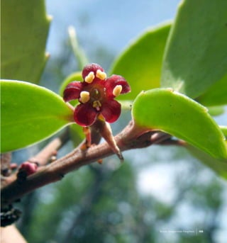 169Bosque Siempreverde Patagónico
 