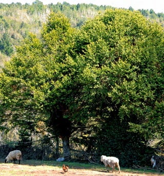 Arboles Nativos de Chile170
 