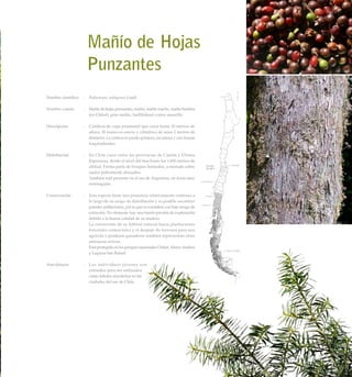Mañío de Hojas 	
	 Punzantes
Nombre científico	 :	 Podocarpus nubigenus Lindl.
Nombre común	 :	 Mañío de hojas punzantes, mañio, mañío macho, mañío hembra
(en Chiloé), pino mañío, huillilahual o pino amarillo.
Descripción	 :	 Conífera de copa piramidal que crece hasta 30 metros de
altura. El tronco es erecto y cilíndrico de unos 2 metros de
diámetro. La corteza es pardo-grisácea, escamosa y con fisuras
longitudinales.
Distribución	 :	 En Chile crece entre las provincias de Cautín y Última
Esperanza, desde el nivel del mar hasta los 1.000 metros de
altitud. Forma parte de bosques húmedos, a menudo sobre
suelos pobremente drenados.
		 También está presente en el sur de Argentina, en áreas muy
restringidas.
Conservación	 :	 Esta especie tiene una presencia relativamente continua a
lo largo de su rango de distribución y es posible encontrar
grandes poblaciones, por lo que se considera con bajo riesgo de
extinción. No obstante, hay una fuerte presión de explotación
debido a la buena calidad de su madera.
		 La conversión de su hábitat natural hacia plantaciones
forestales comerciales y el despeje de terrenos para uso
agrícola y praderas ganaderas también representan otras
amenazas activas.
		 Está protegida en los parques nacionales Chiloé, Alerce Andino
y Laguna San Rafael.
Anecdotario	 :	 Los individuos jóvenes son
extraídos para ser utilizados
como árboles navideños en las
ciudades del sur de Chile.
171Bosque Siempreverde Patagónico
 