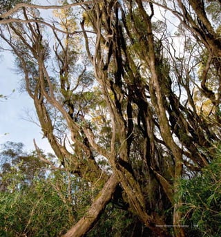 173Bosque Siempreverde Patagónico
 