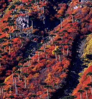 174 Arboles Nativos de Chile
 