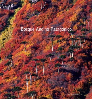 Bosque Andino Patagónico
175Bosque Andino Patagónico
 