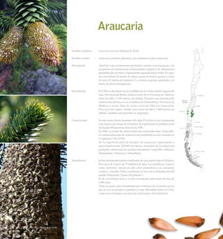 Araucaria
Nombre científico	 :	 Araucaria araucana (Molina) K. Koch
Nombre común	 :	 Araucaria, pehuén, piñonero, pino piñonero o pino araucaria.
Descripción	 :	 Arbol de copa anchamente piramidal, similar a un paraguas, con
un patrón de ramificación relativamente regular y de disposición
perpendicular al tronco o ligeramente arqueada hacia arriba. Es capaz
de crecer hasta 50 metros de altura, posee un tronco grueso y recto,
de unos 2,5 metros de diámetro. La corteza es gruesa, agrietada y en
forma de placas hexagonales.
Distribución	 :	 En Chile se distribuye en la Cordillera de los Andes desde Laguna del
Laja, Provincia del Biobío, hasta el norte de la Provincia de Valdivia,
entre los 800 y 1.700 metros de altitud. Presenta una distribución
costera discontinua en la cordillera de Nahuelbuta, Provincia de
Malleco, y en los Altos de Tirúa, sector de Villa Las Araucarias,
Provincia de Cautín, donde crece entre los 600 y 1.400 metros de
altitud. También está presente en Argentina.
Conservación	 :	 Su tala masiva hasta mediados del siglo XX la llevó a ser considerada
una especie con riesgo de extinción. Su explotación se prohibió al ser
declarada Monumento Natural en 1990.
		 En 2008, su estado de conservación fue clasificado como Vulnerable.
La comercialización de araucaria está prohibida al estar incluida en
el Apéndice I de CITES.
		 De la superficie total de bosques de araucaria, equivalente a
aproximadamente 250.000 hectáreas, alrededor de la mitad está
protegida, destacando los parques nacionales Conguillío, Tolhuaca,
Huerquehue, Villarrica y Nahuelbuta.
Anecdotario	 :	 Se han encontrado maderas fosilizadas de una especie afín en Pichasca,
Provincia de Limarí, de 75 millones de años. Las semillas se conocen
como “piñones”, tienen un alto valor alimenticio y se consumen
cocidas o tostadas. Estas constituyen la base de la alimentación del
pueblo Pehuenche (“gente del pehuén”).
		 Es de crecimiento lento y se han encontrado individuos de más de
1.000 años.
		 Tiene un gran valor ornamental por la belleza de su forma, por lo
que su uso en parques y jardines es muy difundido tanto en Chile,
como en el extranjero, en especial, en Europa y Norteamérica.
176 Arboles Nativos de Chile
 