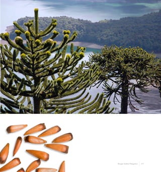 177Bosque Andino Patagónico
 