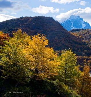 178 Arboles Nativos de Chile
 