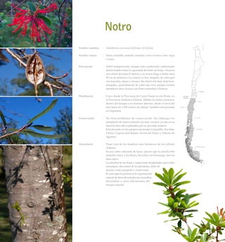 Notro
Nombre científico	 :	 Embothrium coccineum J.R.Forst. et G.Forst.
Nombre común	 :	 Notro, ciruelillo, fosforito, treumún, notru treumun, maku, mögu
o mugu.
Descripción	 :	 Arbol siempreverde, aunque ante condiciones ambientales
desfavorables tiene la capacidad de botar las hojas. Alcanza
una altura de hasta 15 metros y su tronco llega a medir unos
50 cm de diámetro. La corteza es lisa, delgada, de color gris
con manchas claras y oscuras. Sus flores son muy atractivas,
alargadas, generalmente de color rojo vivo, aunque existen
ejemplares muy escasos con flores amarillas o blancas.
Distribución	 :	 Crece desde la Provincia de Curicó hasta la isla Hoste, en
la Provincia Antártica Chilena. Habita en suelos arenosos,
dentro del bosque o en terrenos abiertos, desde el nivel del
mar hasta los 1.200 metros de altitud. También está presente
en Argentina.
Conservación	 :	 No tiene problemas de conservación. Sin embargo, los
ejemplares de mayor tamaño son muy escasos, ya que en su
mayoría han sido explotados por su preciada madera.
		 Está presente en los parques nacionales Conguillío, Puyehue,
Chiloé, Laguna San Rafael, Torres del Paine y Alberto de
Agostini.
Anecdotario	 :	 Posee una de las maderas más hermosas de los árboles
chilenos.
		 Se usa como colorante de lanas, puesto que la semilla tiñe
amarillo claro, y las flores, hervidas con betarraga, dan un
tono rojizo.
		 La infusión de sus hojas y ramas tiene propiedades para tratar
neuralgias, afecciones de las glándulas, dolor de
muelas, como purgante y cicatrizante.
		 Es una especie pionera en la regeneración
natural de áreas devastadas por incendios,
derrumbes y otras alteraciones del
bosque original.
Arboles Nativos de Chile180
 