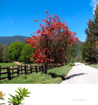 181Bosque Andino Patagónico
 