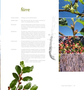 Ñirre
Nombre científico	 :	 Nothofagus antarctica (G.Forst.) Oerst.
Nombre común	 :	 Ñirre, ñire, ñirri, ñiré, ngire, charn, kucharn, showínchi, wín,
wínshi, c’tern, kökauiya, kötölli-ran o kötöran.
Descripción	 :	 Arbol de follaje deciduo, de hasta 20 metros de altura.
Su tronco es cilíndrico, nudoso o tortuoso, de unos 60
cm de diámetro. La corteza es rugosa, gris y agrietada
irregularmente.
Distribución	 :	 En Chile crece desde la Provincia de Curicó hasta la
Antártica Chilena, desde los 500 hasta los 2.000 metros
de altitud. Habita en ambas cordilleras, sobre todo en la
de los Andes, donde en algunas zonas marca el límite
arbóreo. También está presente en la zona andina y límite
oriental de la estepa patagónica en Argentina.
Conservación	 :	 No tiene problemas de conservación. Es una especie
muy frecuente y abundante a lo largo de su rango de
distribución. Está protegido en los parques nacionales
Radal Siete Tazas, Nahuelbuta, Conguillío, Puyehue,
Laguna San Rafael, Torres del Paine y Cabo de Hornos.
Anecdotario	 :	 Su madera tiene gran cantidad de nudos y un alto poder
calorífico, por lo que es utilizada para leña. El pueblo
Selknam empleaba su madera para confeccionar arcos
de caza.
		 En la zona centro-sur de nuestro país, por lo general, se
presenta en forma de arbusto achaparrado en el límite
superior del bosque, donde soporta largos períodos
cubierto por nieve.
	 Se adapta a temperaturas bajas, a suelos de mala
calidad y a zonas con fuertes vientos.
183Bosque Andino Patagónico
 