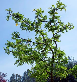 187Isla de Pascua 187Isla de Pascua
 