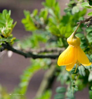 188 Arboles Nativos de Chile188 Arboles Nativos de Chile
 