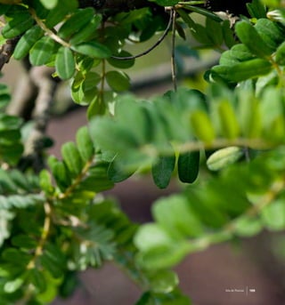 189Isla de Pascua 189Isla de Pascua
 