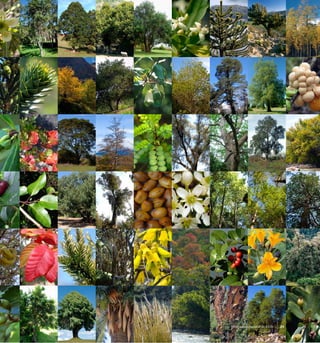 Mapa Vegetacional de Chile 21
 