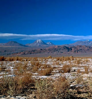 Arboles Nativos de Chile22
 