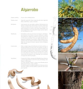 Algarrobo
Nombre científico	 :	 Prosopis chilensis (Molina) Stuntz
Nombre común	 :	 Algarrobo, algarrobo chileno, algarrobo del centro, algarrobo
blanco, árbol blanco, cupesí o mezquite.
Descripción	 :	 Arbol espinoso, de copa amplia y globosa. Dependiendo de la
latitud, es siempreverde o bota las hojas en invierno. Mide hasta
15 metros de altura. El tronco es grueso, recto o tortuoso, de 1
metro de diámetro. La corteza es gris-rojiza, desprendible y con
surcos longitudinales. Sus ramas poseen largas y gruesas espinas
de color blanquecino o café.
Distribución	 :	 Se distribuye entre las provincias de Copiapó y del Maipo,
de preferencia en los llanos, serranías interiores y faldeos
precordilleranos, alejado de la influencia marina, entre los 500
y 1.500 metros de altitud. Tiene una amplia distribución en
Sudamérica, habitando en zonas áridas y cálidas de Bolivia, Perú y
Argentina. Está asilvestrado en ambientes tropicales, donde puede
llegar a ser una especie invasora y agresiva, como en Paraguay,
India y Hawai.
Conservación	 : 	 Dado su amplio rango de distribución en América del Sur, no
presenta problemas de conservación. Sin embargo, en Chile su
superficie ha disminuido drásticamente, debido a la habilitación
de terrenos para la agricultura y urbanización, y a la explotación
de su madera para fabricar postes, y para producir leña y carbón.
En el Libro Rojo de la Flora Terrestre de Chile su estado de
conservación fue propuesto como Vulnerable. No se encuentra
en ningún área silvestre protegida.
Anecdotario	 : 	 Cronistas de la Colonia y principios de la República hacen referencia
a extensos algarrobales al norte de la cuenca de Santiago, entre
Polpaico y Montenegro.
		 Los frutos, llamados “thakos” o vainas, eran utilizados para la
elaboración de harina, arrope y bebidas.
		 En medicina popular se emplea la pulpa de los frutos para aliviar
afecciones cardíacas. El fruto también es apetecido como forraje
para el ganado.
25Desierto y Altiplano
 