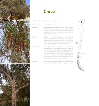 Carza
Nombre científico	 :	 Haplorhus peruviana Engler
Nombre común	 :	 Carza, carzo, casi o jasi.
Descripción	 :	 Arbol siempreverde, de copa amplia. Llega a medir 15 metros
de altura y su tronco alcanza un diámetro de hasta 50 cm.
La corteza es de color café claro y se desprende en tiras
longitudinales. Sus hojas son muy características, de forma
alargada y margen entero.
Distribución	 :	 En Chile se encuentra desde la Provincia de Arica hasta el
sector norte de la Provincia del Tamarugal. Crece en algunas
quebradas desde casi el nivel del mar hasta los 700 metros de
altitud, donde se encuentran ejemplares aislados o pequeños
grupos dispersos. También crece en el sur de Perú.
Conservación	 : 	 Es uno de los árboles nativos más escasos de Chile y,
probablemente, uno de los más amenazados. Habita en
ambientes sumamente áridos y sus restringidas poblaciones
están en constante reducción por su extracción para leña.
		 En el Libro Rojo de la Flora Terrestre de Chile fue propuesto
respecto a su estado de conservación como Rara. No está
representado en ningún área silvestre protegida. En Perú
es considerada una especie en vías de extinción.
Anecdotario	 : 	 No hay datos respecto a usos tradicionales o historias referidas
a esta especie, salvo que su madera se emplea como leña.
Arboles Nativos de Chile26
 