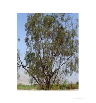 27Desierto y Altiplano
 