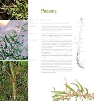 Pacama
Nombre científico	 :	 Myrica pavonis C.DC.
Nombre común	 :	 Pacama, carza, guacán, huacano, huacango o huacantilsu.
Descripción	 :	 Arbol siempreverde, de copa globosa. Alcanza hasta 12 metros
de altura. Su tronco es sinuoso y llega a medir unos 80 cm de
diámetro. La corteza es de color café grisáceo, rugosa, con fisuras
transversales y protuberancias suberosas.
Distribución	 :	 En Chile habita en el fondo de grandes quebradas de las provincias
de Arica y del Tamarugal, entre los 1.000 y 2.650 metros de altitud.
También crece en el centro y sur de Perú.
Conservación	 :	 Su distribución en Chile está restringida a unas pocas quebradas,
donde ocupa un ambiente que ha sido modificado desde tiempos
precolombinos, al ser adecuado para el asentamiento humano y
para el desarrollo de actividades agrícolas. Por ejemplo, en Azapa
y Lluta, la vegetación nativa ha sido reemplazada por cultivos
agrícolas comerciales.
		 En la literatura se menciona que sus poblaciones se han visto
afectadas por la extracción de ejemplares para la confección de
herramientas y leña.
		 En 2008, su estado de conservación fue oficializado como
Vulnerable. No se encuentra representado en ningún área silvestre
protegida.
Anecdotario	 :	 Se conocen fósiles de Myrica provenientes de la precordillera andina
de Linares, con una data superior a los 40 millones de años. Estos
han sido interpretados como integrantes de la flora tropical que
habitaba en Chile central, la cual se habría extinguido debido a un
proceso de aridización y enfriamiento.
		 Los bosquetes de pacama de las quebradas del Norte Grande
constituyen un testimonio de vegetación característica de ambientes
tropicales, húmedos y cálidos, la cual dominaba el paisaje de la
región hace millones de años.
Arboles Nativos de Chile30
 