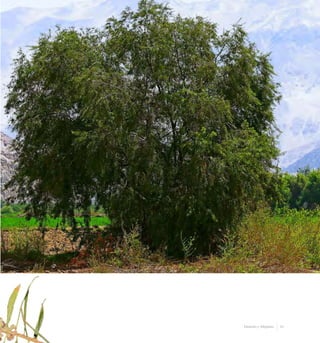 31Desierto y Altiplano
 