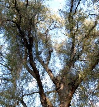 32 Arboles Nativos de Chile
 