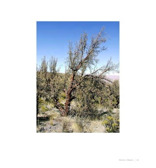 35Desierto y Altiplano
 