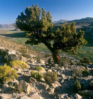 Arboles Nativos de Chile36
 