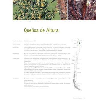 Queñoa de Altura
Nombre científico	 :	 Polylepis tarapacana Phil
Nombre común	 :	 Queñoa de altura, keñua, queñoa del altiplano, queñoa de Tarapacá, kewiña o kiwuña.
Descripción	 :	 Arbol siempreverde, de copa alargada y abierta. Mide entre 3 y 7 metros de altura. Su tronco llega
a medir hasta 60 cm de diámetro y, al igual que las ramas, se caracteriza por su forma torcida.
La corteza es de color rojizo y se desprende en placas laminares muy delgadas.
Distribución	 :	 En Chile se encuentra en el altiplano de las provincias de Parinacota, Tamarugal y El Loa, entre
los 4.000 y 4.800 metros de altitud. También crece en el sur de Perú y Bolivia.
Conservación	 :	 Las poblaciones de queñoa de altura han estado sometidas a una intensa explotación al ser
una de las pocas especies arbóreas altiplánicas, siendo utilizadas como leña o material para la
construcción.
		 Requerida como planta medicinal, ha sido afectada, además, por incendios con el objeto de preparar
terrenos para el pastoreo, lo cual ha determinado una fuerte reducción de sus poblaciones, en
especial, de aquellas cercanas a poblados.
		 A principios del siglo XX, sufrió una importante pérdida y degradación de su hábitat, debido
a que durante un período de intensa actividad minera del azufre, se requirió de considerables
volúmenes de leña para combustible.
		 En 2008, su estado de conservación a nivel nacional fue oficializado como Vulnerable. Se encuentra
protegida en los parques nacionales Lauca y Alto Loa, y en la Reserva Nacional Las Vicuñas.
Anecdotario	 :	 Es el árbol que crece a mayor altitud en el mundo. En Bolivia se ha registrado hasta los 5.200
metros de altitud.
		 Existirían individuos con una edad superior a los 200 años.
		 La corteza se toma como té y su infusión es utilizada como remedio para el corazón, tos, bronquios
y males urinarios.
		 Con las raíces se tallan diversas piezas artesanales.
37Desierto y Altiplano
 