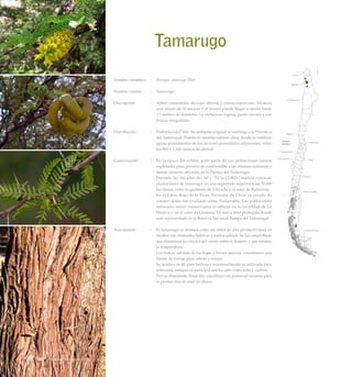 Tamarugo
Nombre científico	 :	 Prosopis tamarugo Phil
Nombre común	 :	 Tamarugo.
Descripción	 :	 Arbol caducifolio, de copa abierta y ramas espinosas. Alcanza
una altura de 20 metros y el tronco puede llegar a medir hasta
1,5 metros de diámetro. La corteza es rugosa, pardo-oscura y con
fisuras irregulares.
Distribución	 :	 Endémico de Chile. Su ambiente original se restringe a la Provincia
del Tamarugal. Habita en mesetas salinas altas, donde se infiltran
aguas provenientes de los sectores preandinos adyacentes, entre
los 900 y 1.500 metros de altitud.
Conservación	 :	 En la época del salitre, gran parte de sus poblaciones fueron
explotadas para proveer de combustible a las oficinas salitreras y
faenas mineras ubicadas en la Pampa del Tamarugal.
		 Durante las décadas del ‘60 y ‘70, la CORFO realizó extensas
plantaciones de tamarugo, en una superficie superior a las 20.000
hectáreas, entre la quebrada de Tiliviche y el salar de Bellavista.
		 En el Libro Rojo de la Flora Terrestre de Chile su estado de
conservación fue evaluado como Vulnerable. Las poblaciones
naturales mejor conservadas se ubican en la localidad de La
Huayca y en el salar de Llamara. La única área protegida donde
está representada es la Reserva Nacional Pampa del Tamarugal.
Anecdotario	 :	 El tamarugo se destaca como un árbol de alta productividad en
medios con limitantes hídricas y suelos salinos. Se ha comprobado
que disminuye los efectos del viento sobre el desierto y que modera
la temperatura.
		 Los frutos, además de las hojas y brotes nuevos, constituyen una
fuente de forraje para cabras y ovejas.
		 Su madera es de gran belleza y ocasionalmente es utilizada para
artesanía, aunque su principal uso ha sido como leña y carbón.
		 Por su abundante floración, constituye un potencial recurso para
la producción de miel de abejas.
38 Arboles Nativos de Chile
 