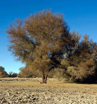39Desierto y Altiplano
 