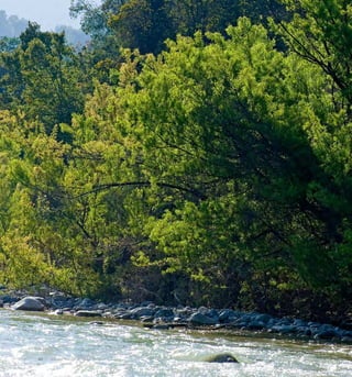 40 Arboles Nativos de Chile
 